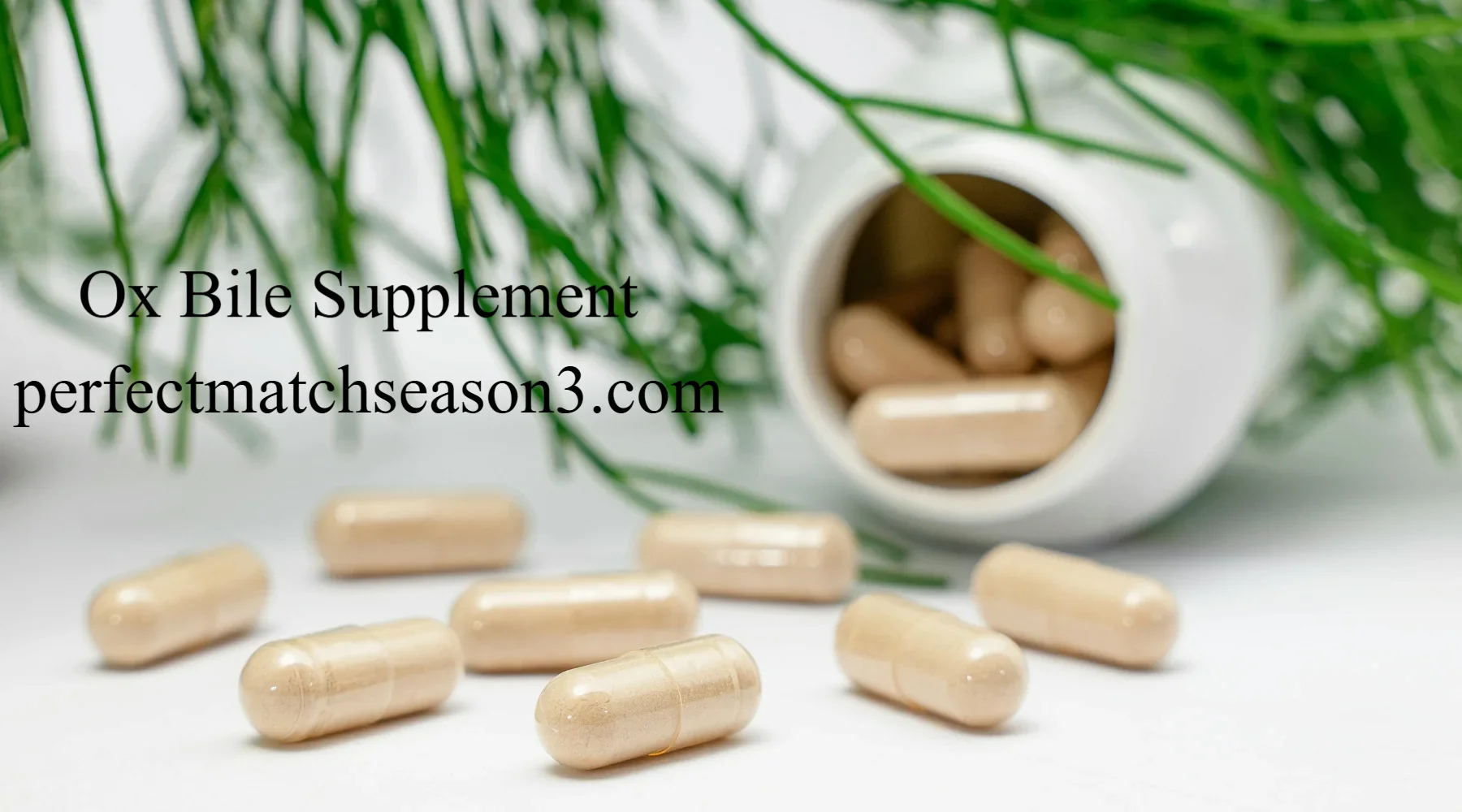 Ox Bile Supplement