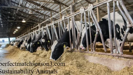Sustainability Animals
